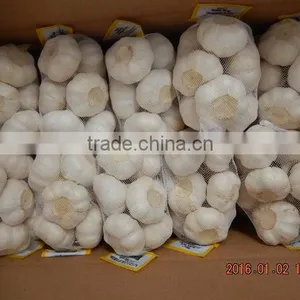 Garlic thumbnail-1