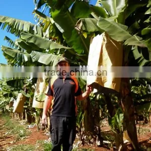 Banana Protection Bags/growing Bags for Fruit thumbnail-4