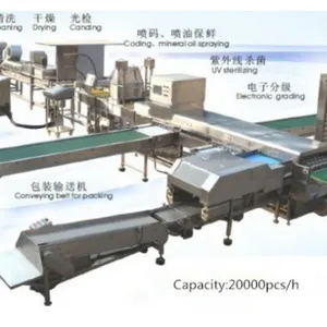 Egg Cleaning Sorting Packing Line thumbnail-6