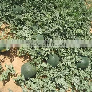 Watermelon Seeds for Planting - Egyptian Sweet Taste and Shape thumbnail-1