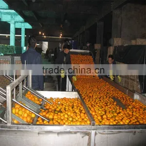 Weigher Type Sorting Machine thumbnail-5
