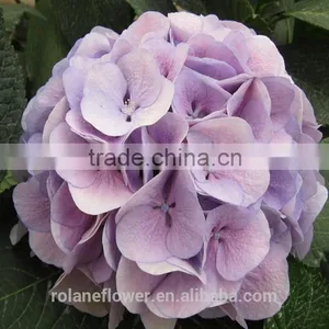 Colorful Hydrangea High Quality Natural White Hydrangea From Yunnan, China thumbnail-1