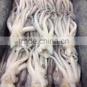 Frozen Squid Head From High Quality Illex Squids thumbnail-1