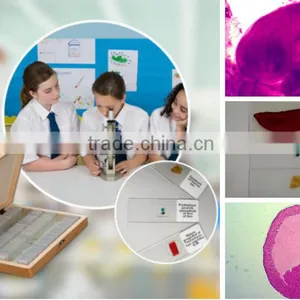 Biological Slides Microscope Histology and Embryo Prepared Slides thumbnail-1