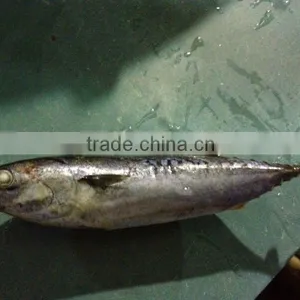 Frozen Bonito Skipjack IQF thumbnail-1
