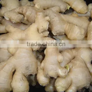 All Year Round Supply Fresh Ginger thumbnail-1