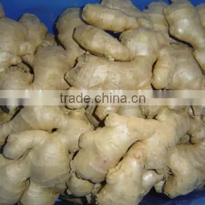 Chinese Fresh Ginger thumbnail-5