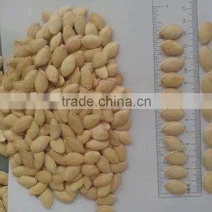 Wholesale Chinese White Pumpkin Seeds With High Quality thumbnail-3