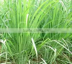 Citronella Oil thumbnail-1