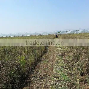 New Condition Soybean Harvester Cutting Machine thumbnail-6