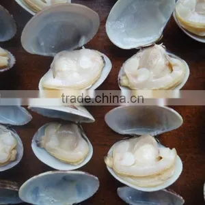 Frozen Delicious Short Necked Clams Top Quality Low Price thumbnail-3