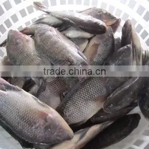 Frozen Tilapia thumbnail-5
