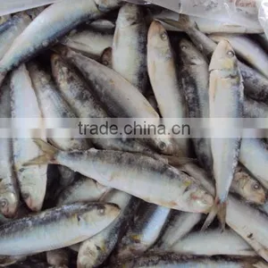 Frozen Sardine for Bait thumbnail-1