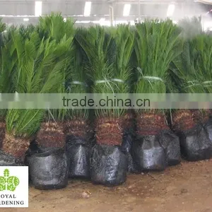 Cycas Revoluta Multi Branches thumbnail-2