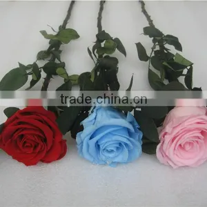 Fresh Cut Flowers Roses Long Lasting Big Rose Flower With Stem thumbnail-3