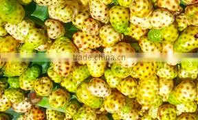 Good Quality Noni Powder for Sale thumbnail-3