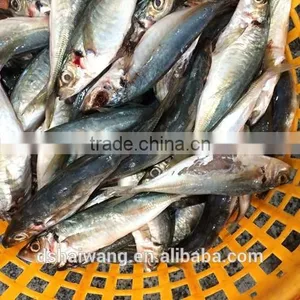 B Grade Horse Mackerel for Feeding thumbnail-1
