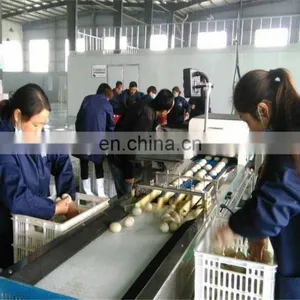 Commercial Egg Cleaning and Sorting Machine thumbnail-3