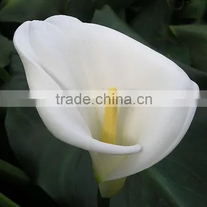 New Stylish Calla Lily Flower for Decor thumbnail-4