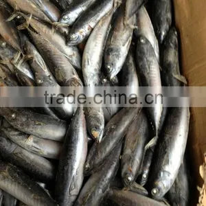 Frozen Tuna Bonito Fish Whole Round thumbnail-2