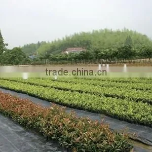 Nonwoven Landscape Ground Cover Supplier thumbnail-3