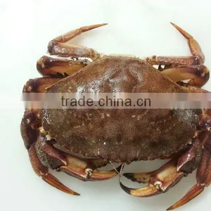 Rock Crab thumbnail-1