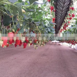 Effective Greenhouse Technologies for Hydroponic Growing Systems thumbnail-5