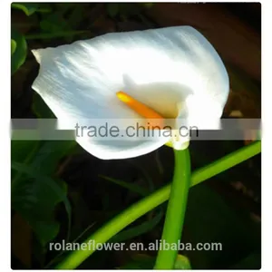 2016 Lastest Arriving High Quality Calla Lily Flower to Export thumbnail-5