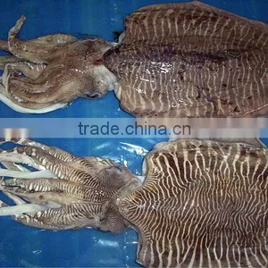 FROZEN CUTTLE FISH WHOLE ARABIAN SEA thumbnail-1