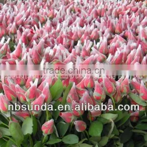 Protective Rose Foam Netting thumbnail-1