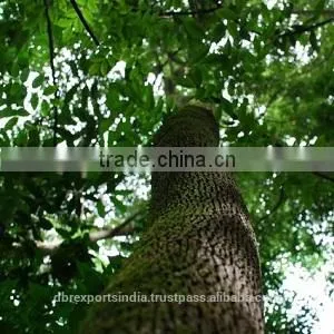 Balsam Tolu Oil (at Whole Sale Rate) thumbnail-1