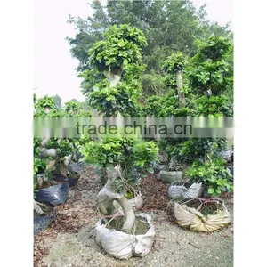 Natural Plants S Shape Ficus thumbnail-2