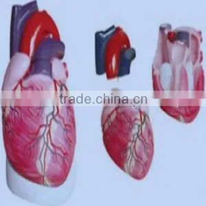 Anatomy Amplification Model of Heart for Medical and Teaching Use thumbnail-1