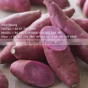 Fresh Sweet Potatoes/ Sweet Potato Export Good Prices thumbnail-3