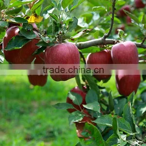 Sweet Juicy Fresh Red Delicious Apple Huaniu Apple by Wholesale thumbnail-4