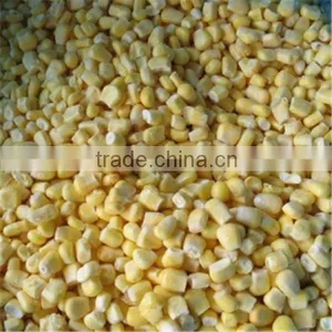 IQF Frozen Sweet Corn for Iran Market Only Best Price thumbnail-1