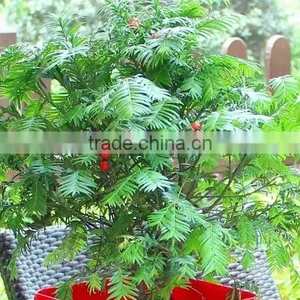 Taxus Bacatta Tree Seedling thumbnail-3