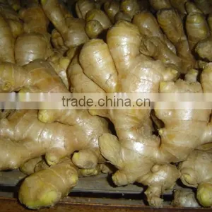 Yellow Color Fresh Ginger thumbnail-1
