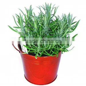 Christmas Pails, Christmas Growing Gifts, Christmas Herb Pails thumbnail-1