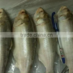 Frozen Hilsa Fish thumbnail-1