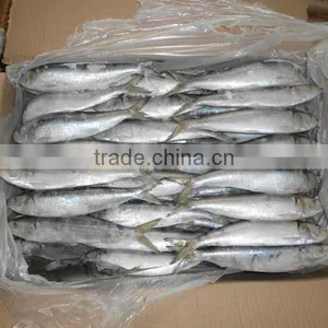 Sardinella Aurita thumbnail-1