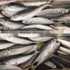 New Catching Purse Seine High Quality Horse Mackerel for Market Sale thumbnail-3