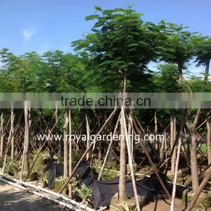 Delonix Regia Plants thumbnail-1