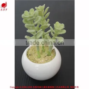 Cutest Succulent Plants Wholesale Mini Tropical Plants thumbnail-1