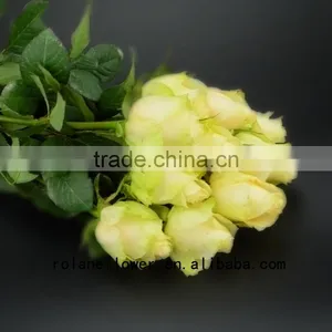 Newest Dubai Fresh Flower Importers Artificial Rose Plant Peach Avalanche Rose for Home Farms Directly Supply thumbnail-1