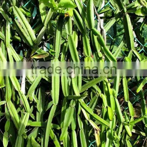 Cissus Extract thumbnail-4