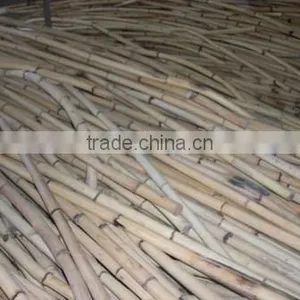 White Malacca Cane Pole 1st Grade thumbnail-1