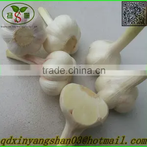 2015 Fresh Tomato Bulk Tomato for Sale thumbnail-6