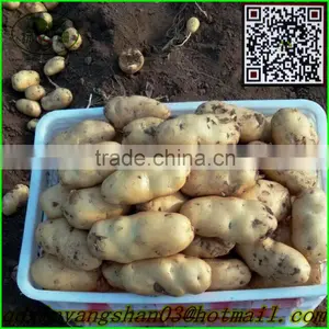(HOT) Chinese Normal White Garlic thumbnail-5