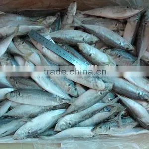 Land Frozen Horse Mackerels for Bait From China 140 - 160 Pcs / 10kg thumbnail-1